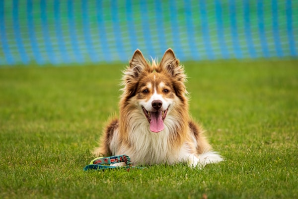 Private lessons with dog